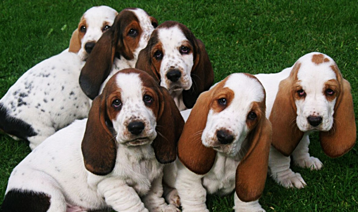 20250915171822 0 1757863293 basset hound 498332